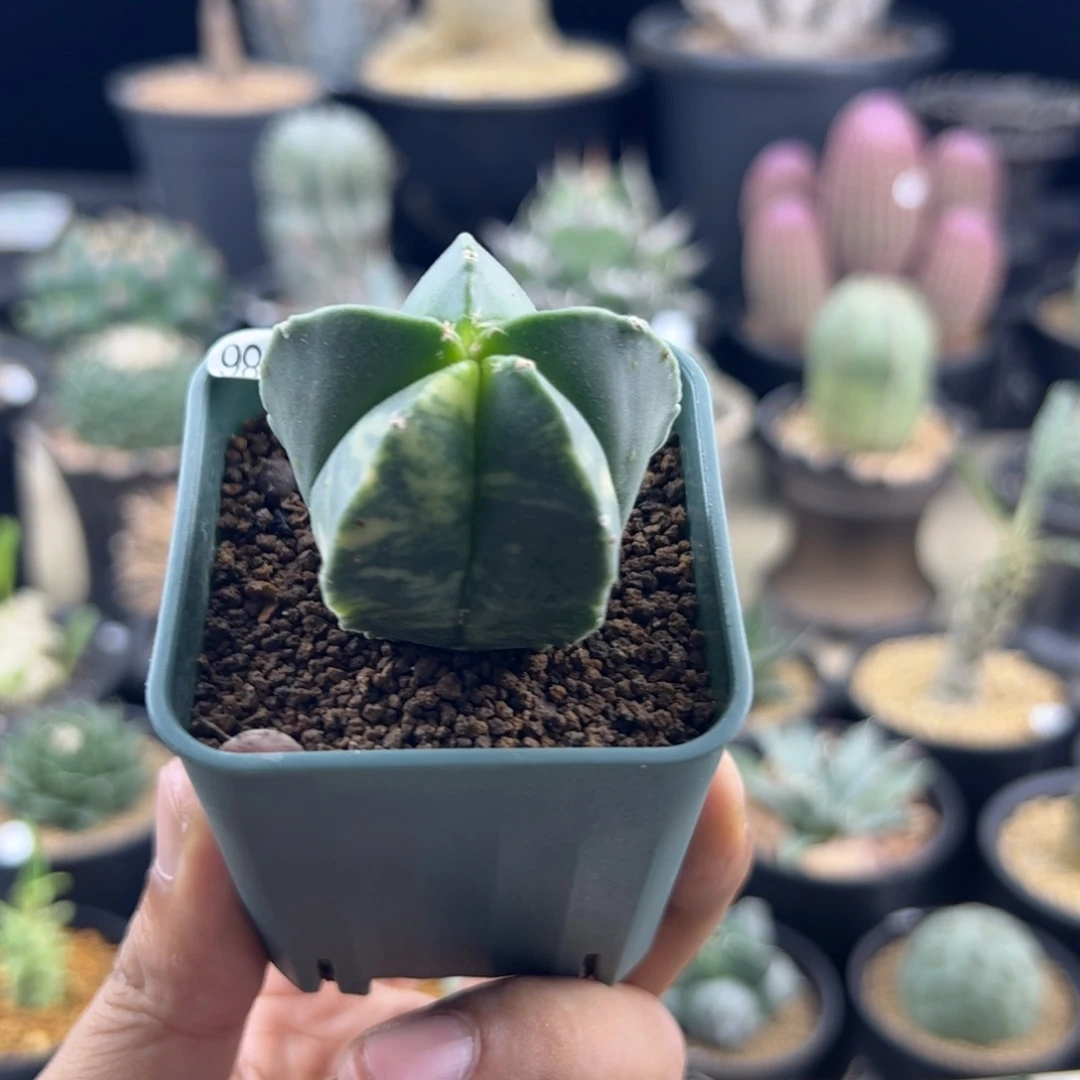 鸾凤玉锦实生一物一拍