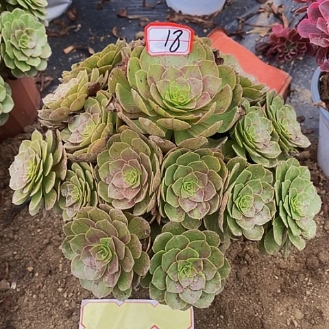 敏***子花月夜老桩捧花18号