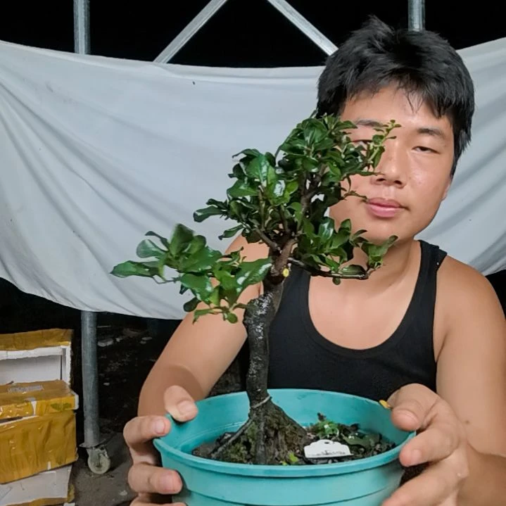 你***人无花朵金弹子树木园艺