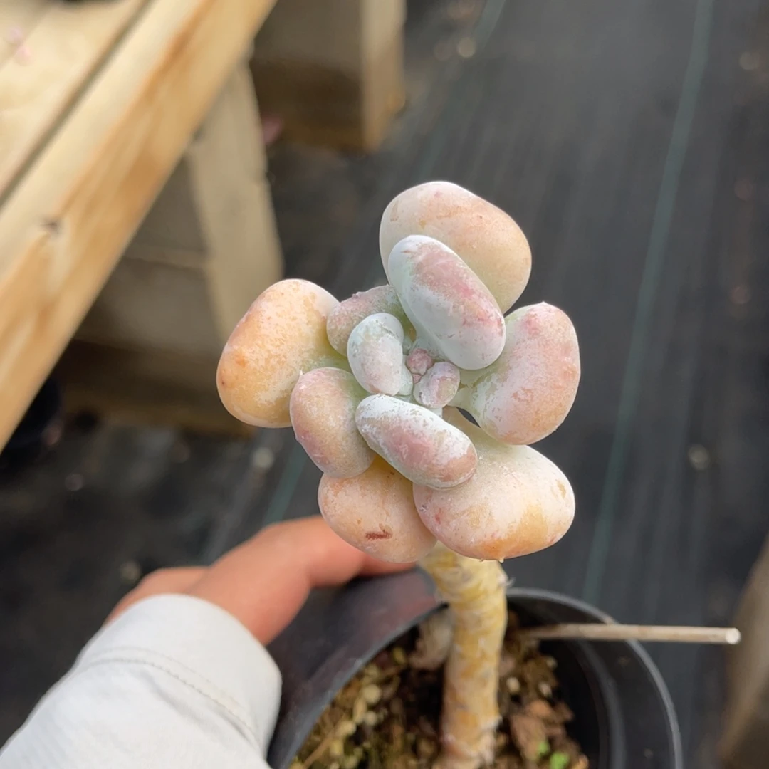 油煎一物一拍不支持退换