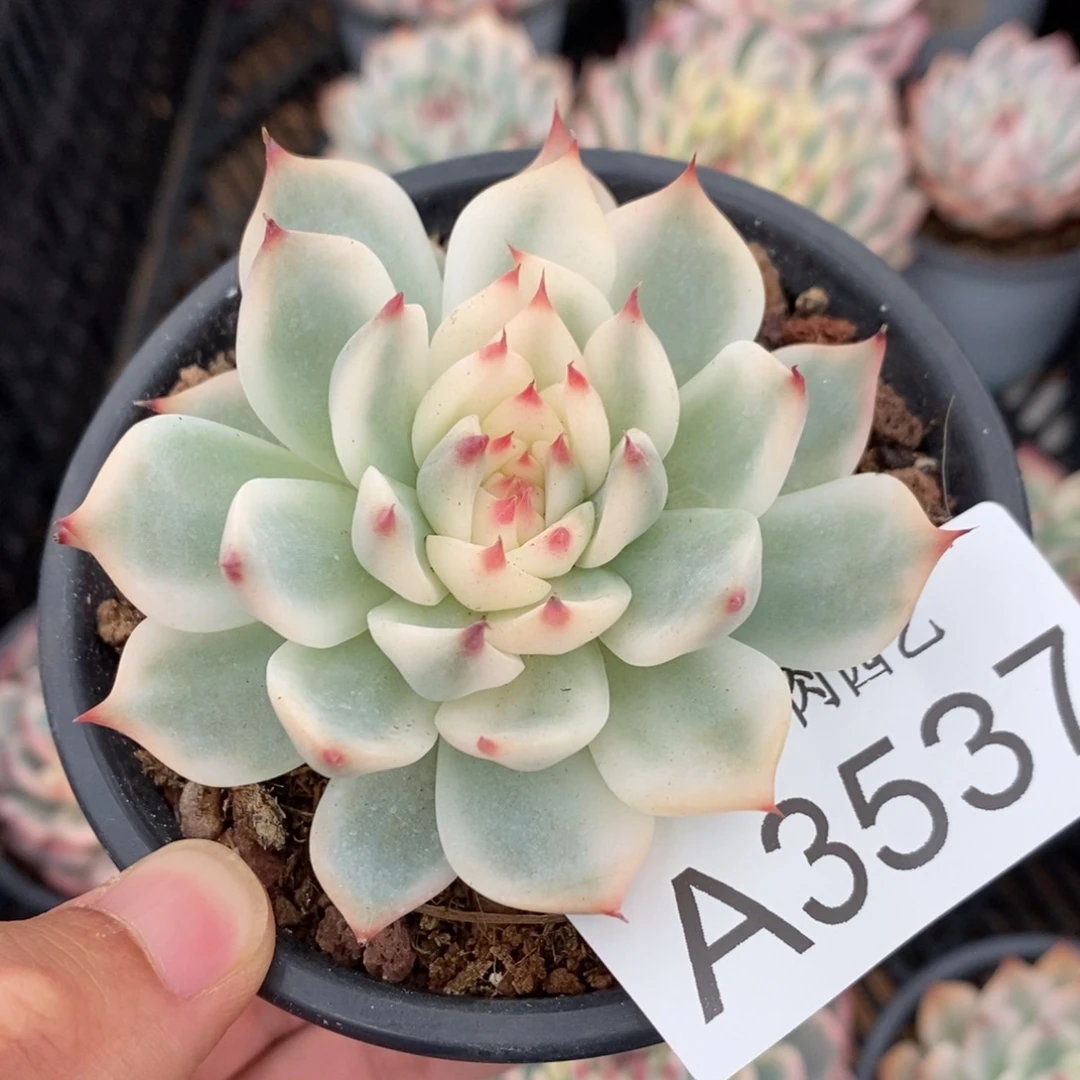吉娃娃锦多肉植物A3537