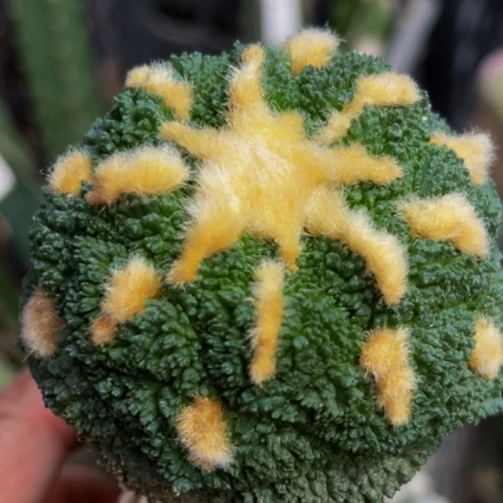 无花朵金毛大尤哥斯拉牡丹417