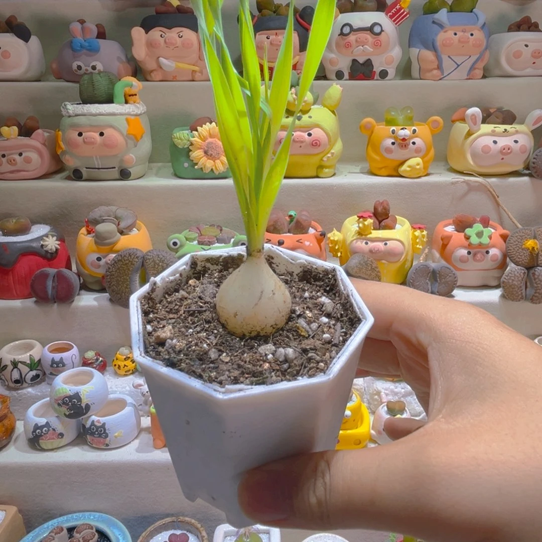 146高端绿植宽叶弹簧草