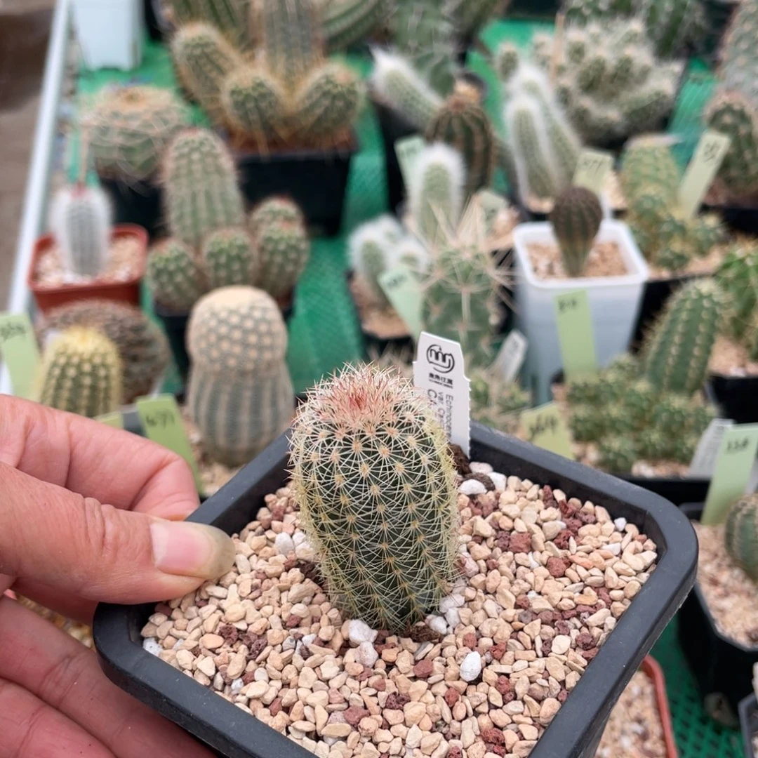 鹿角柱实生仙人球cA三光