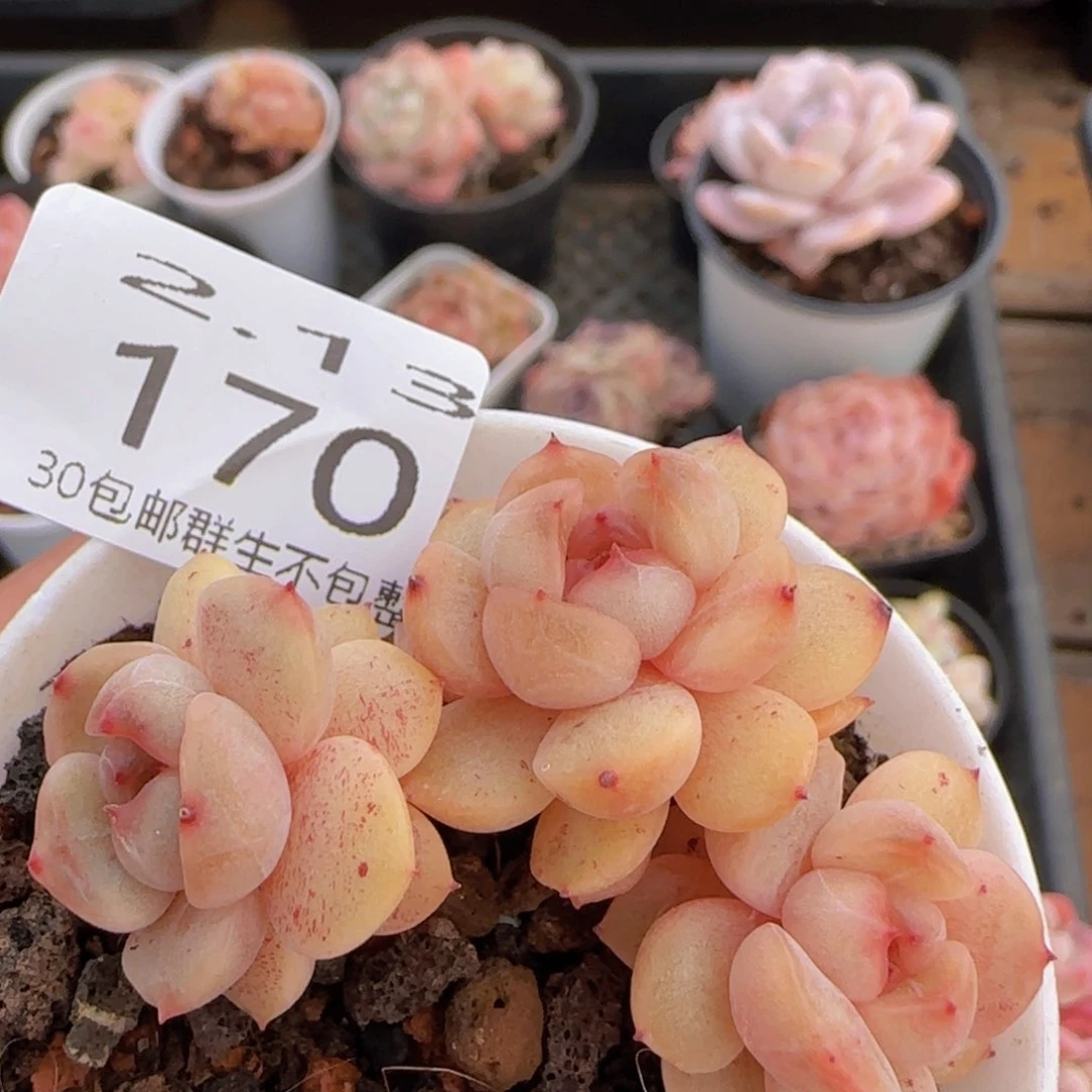 三头红色恋人飘枝