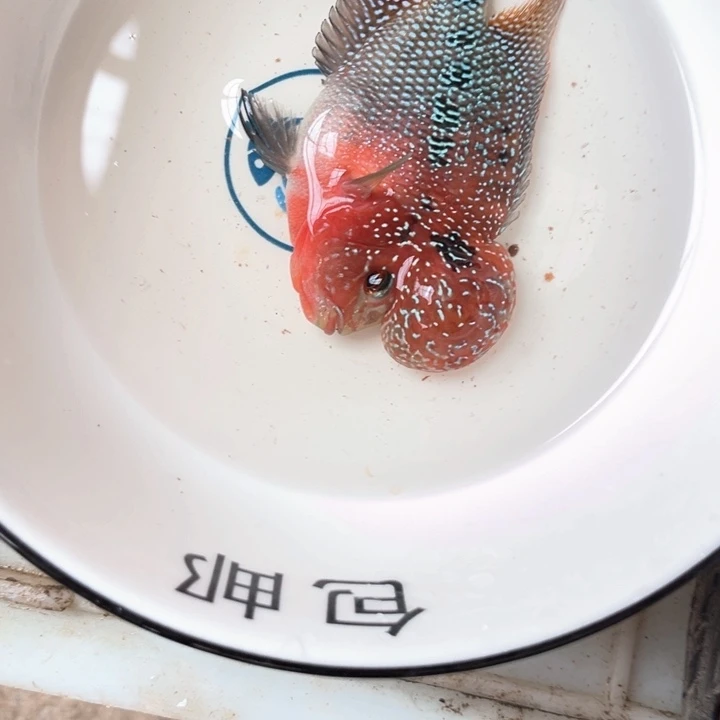 罗汉鱼05///////////