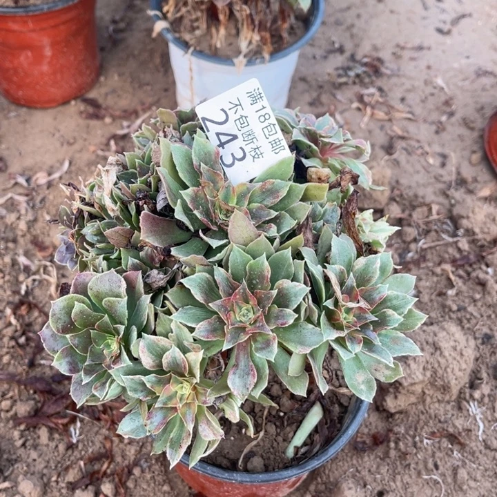 星***艺243光辉七彩手捧2法师