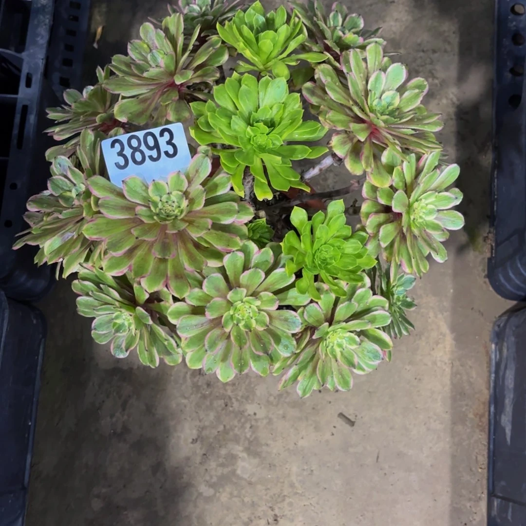 无花朵3893粉袋1111111