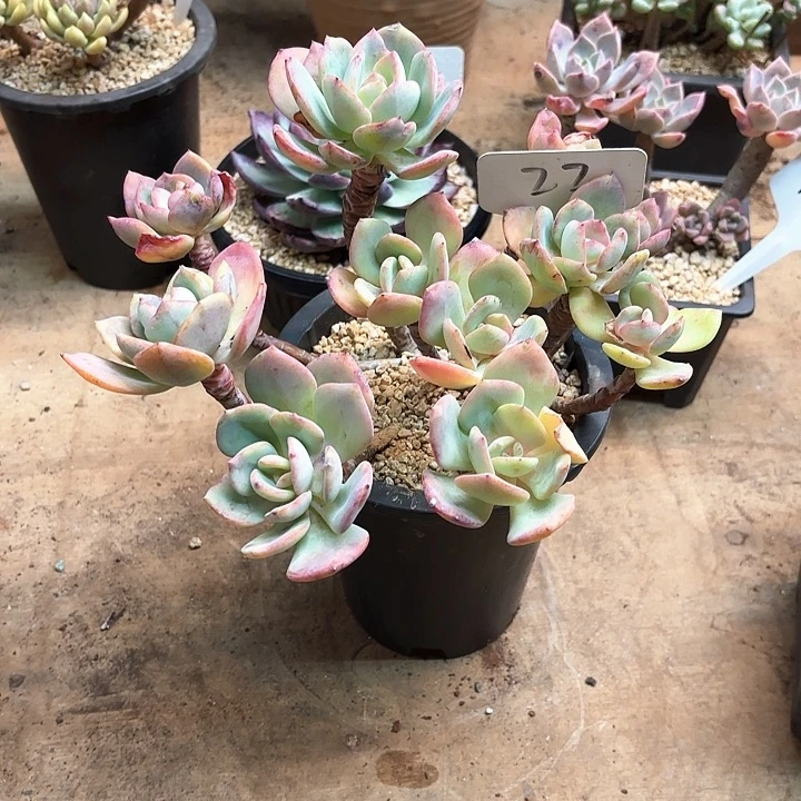 多肉植物，白月光22号
