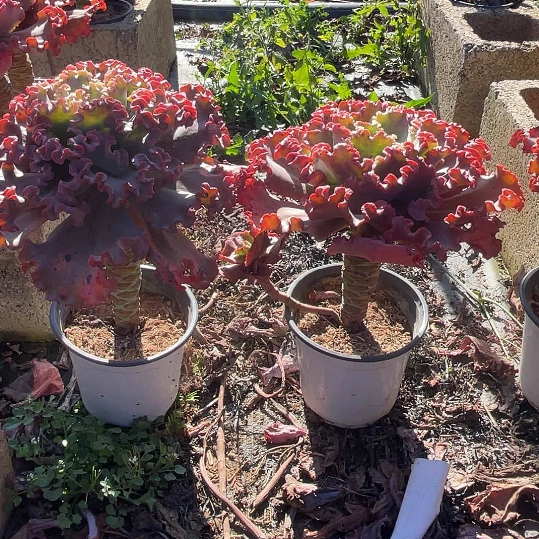 桃***）A 3 0包菜系列多肉植物2棵