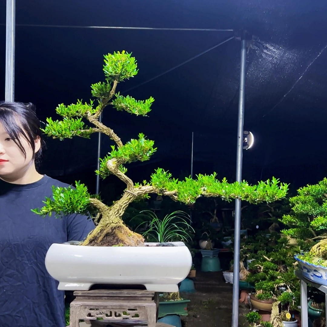 无花朵黄杨木