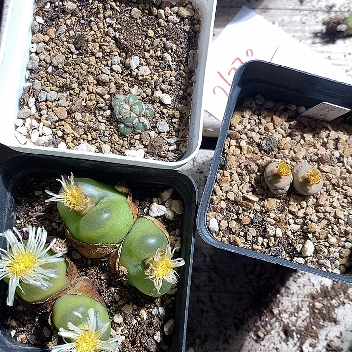 26380。  一组。 福利。  奶油嘴杂交。毛球。 蟠桃。