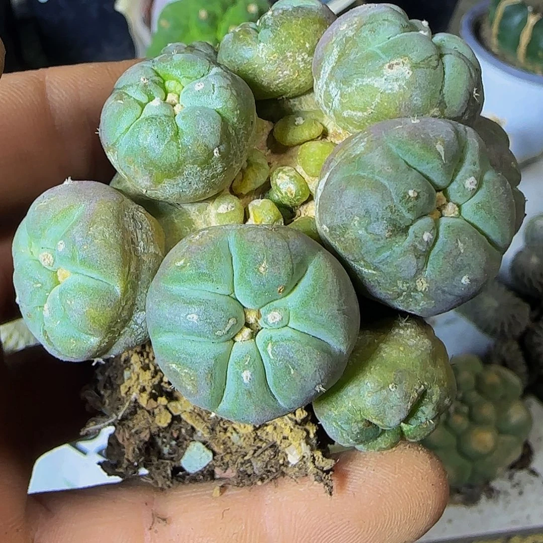 群头仙260萝卜根的