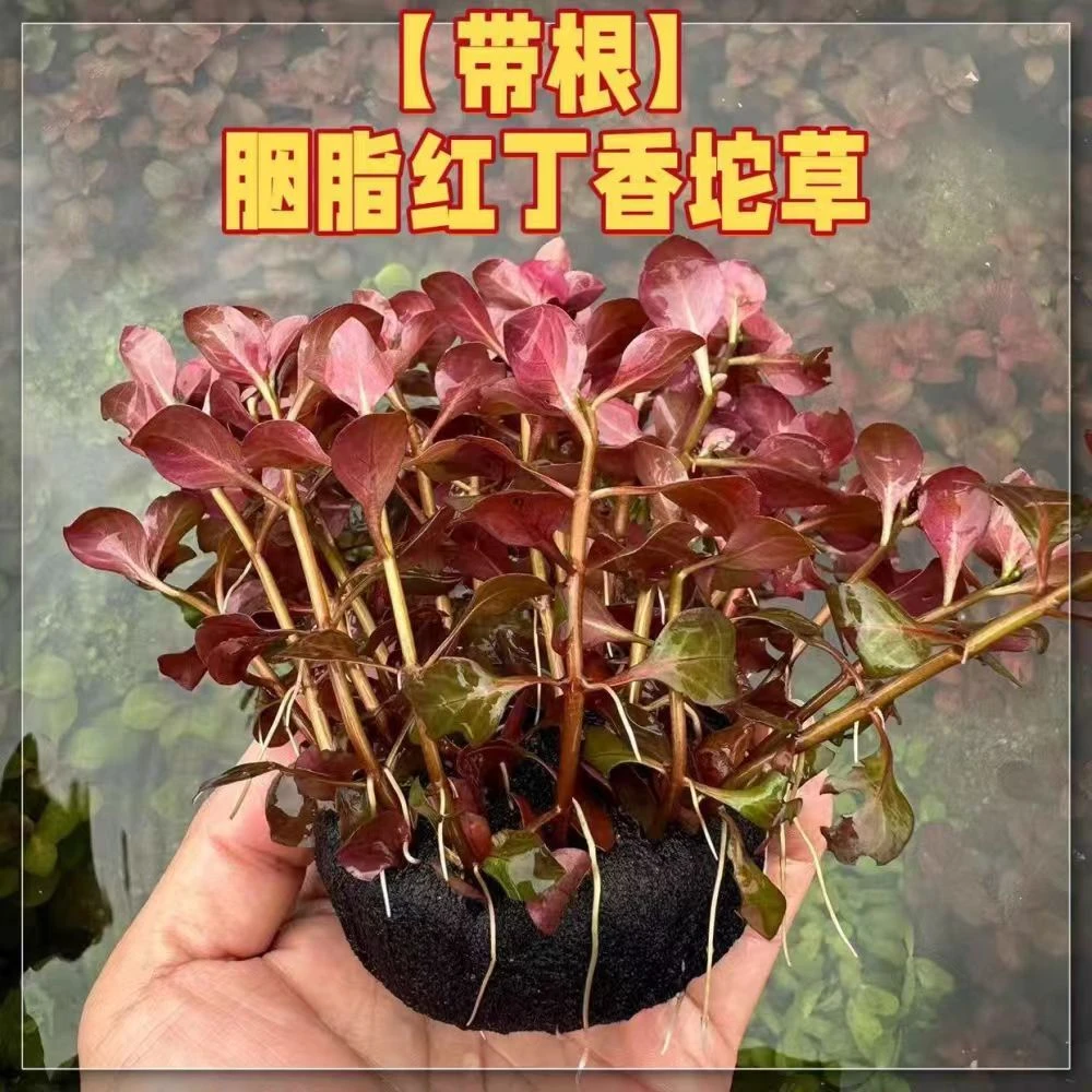 胭脂红丁香大坨水草鱼缸造景可净化水质入缸沉底好养植物