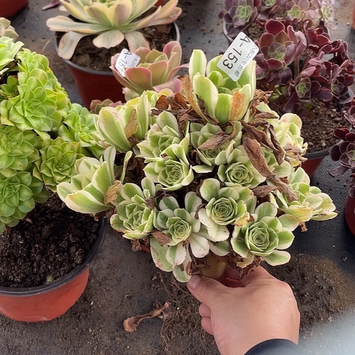 153迈巴赫多肉植物法师