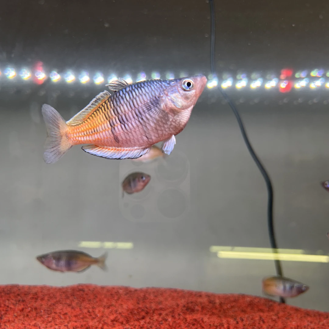 大号石美人刚果美人鱼小型热带观赏鱼可混养草缸群游活体鱼