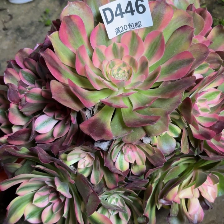 瑞妈一物一拍446