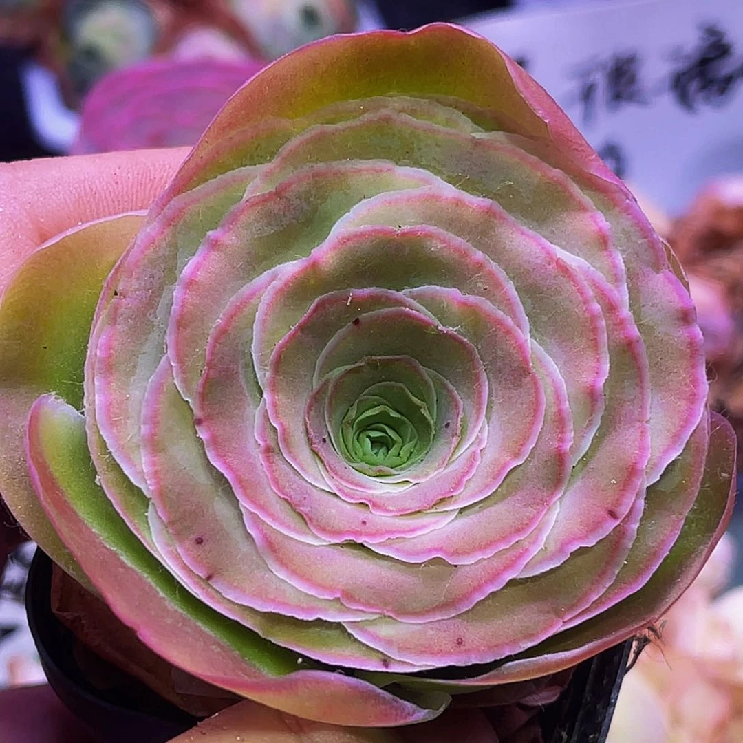 双冰边 非偏远包邮 多肉