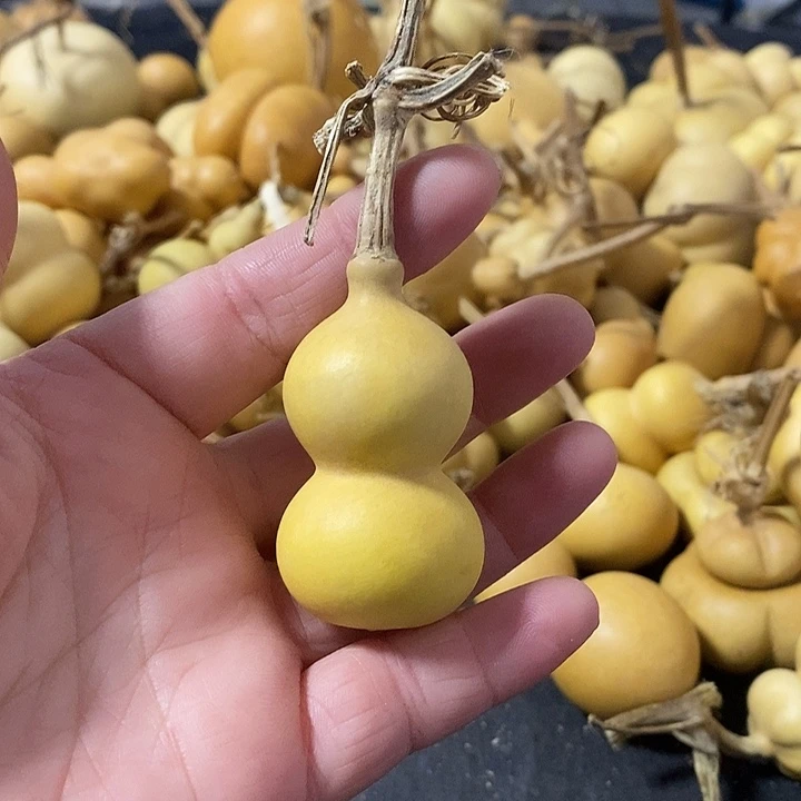 葫芦的颜色很好看