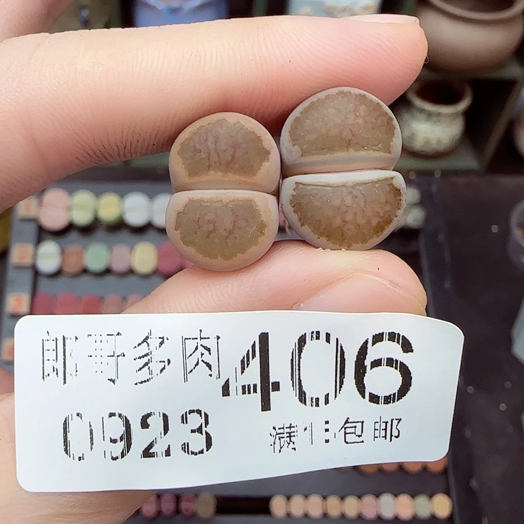 满满18包邮0923-406