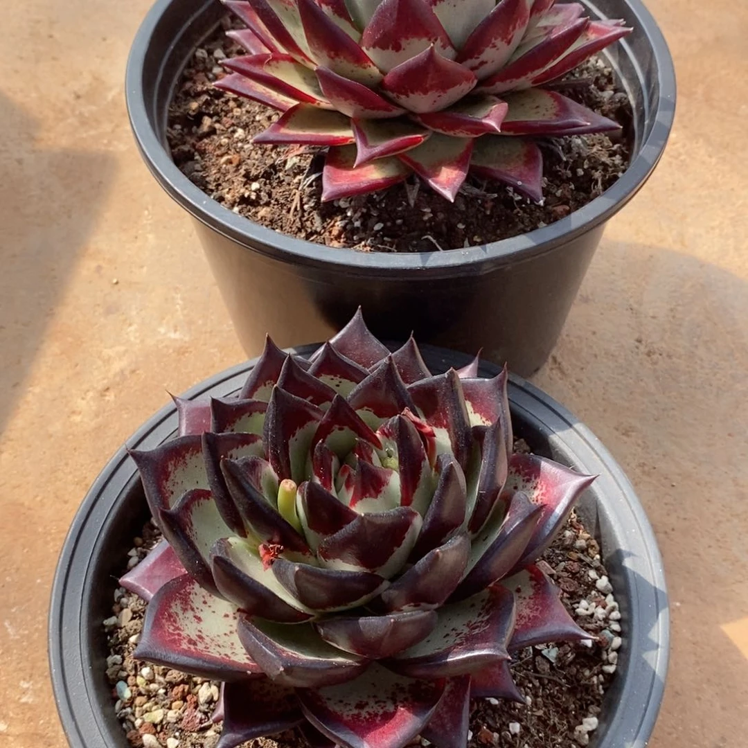 舍*福利特价两颗