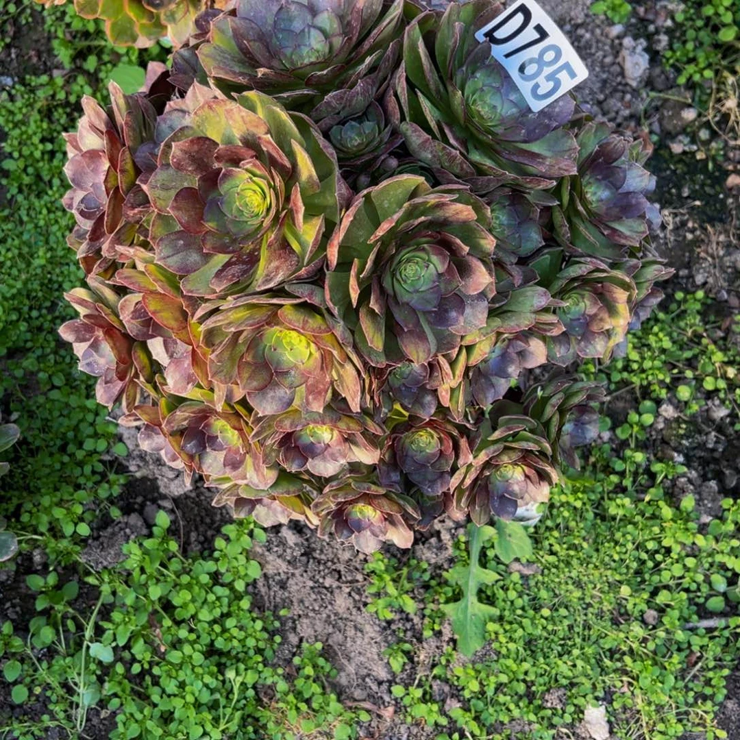 黑魔法师26/////9包邮