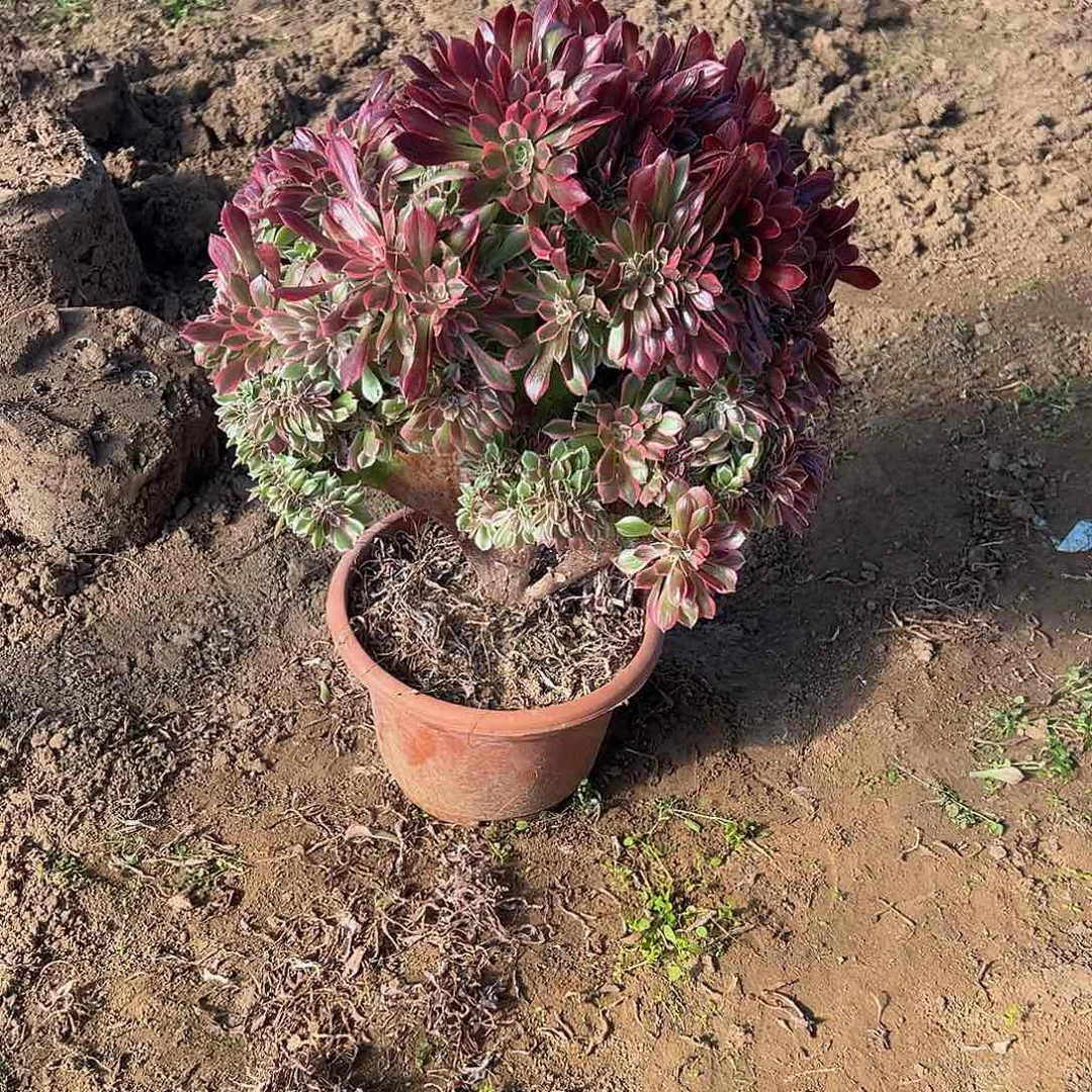 启****班女神缀化脱土发货