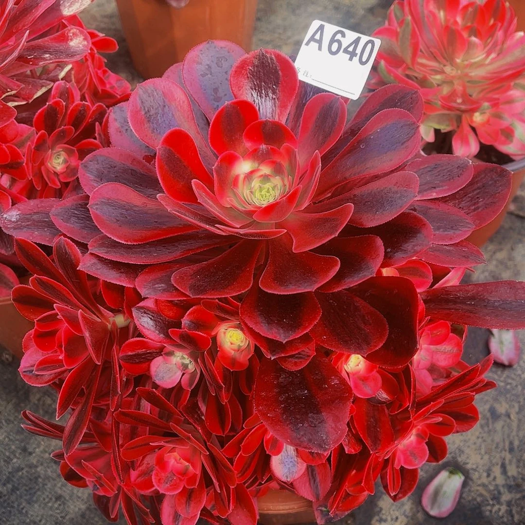 @**果美杜莎640福利法师