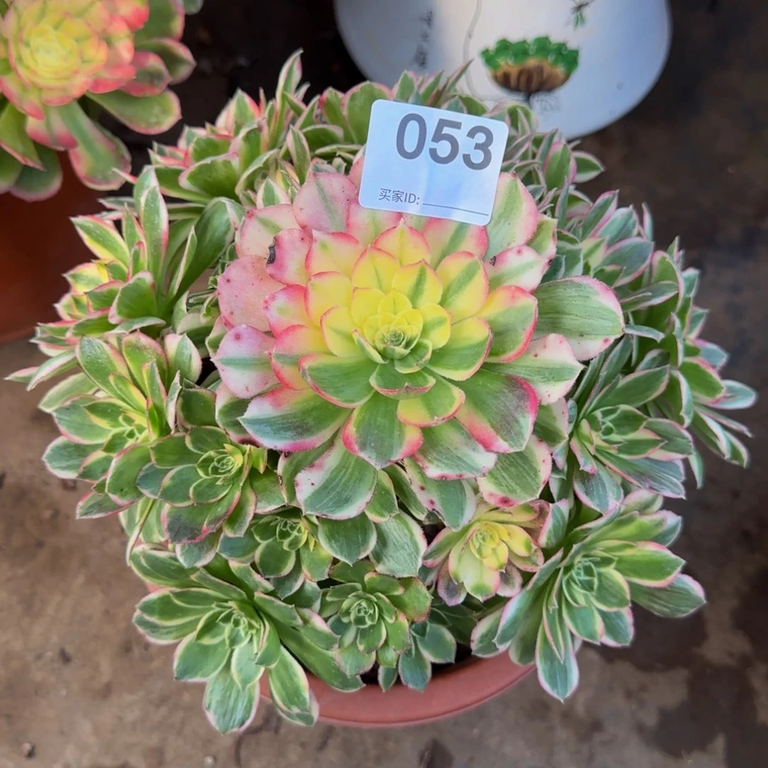 北***馆海仙053