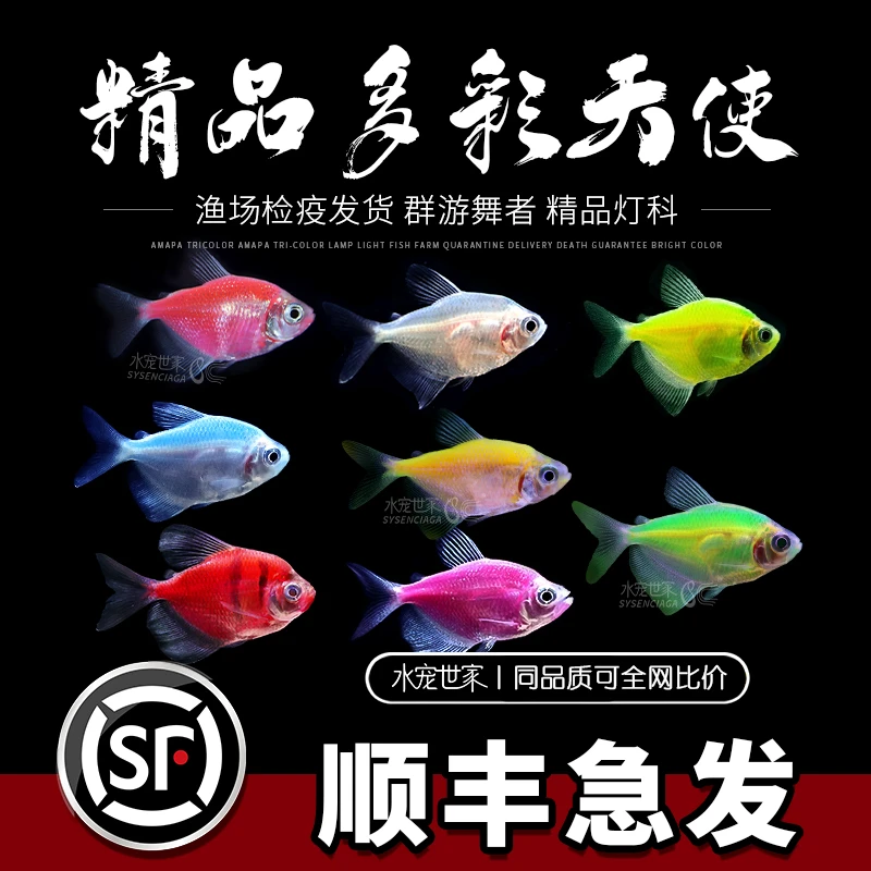 【直播优惠】天使鱼渔场直销非常懒人耐活热带观赏鱼活体长尾