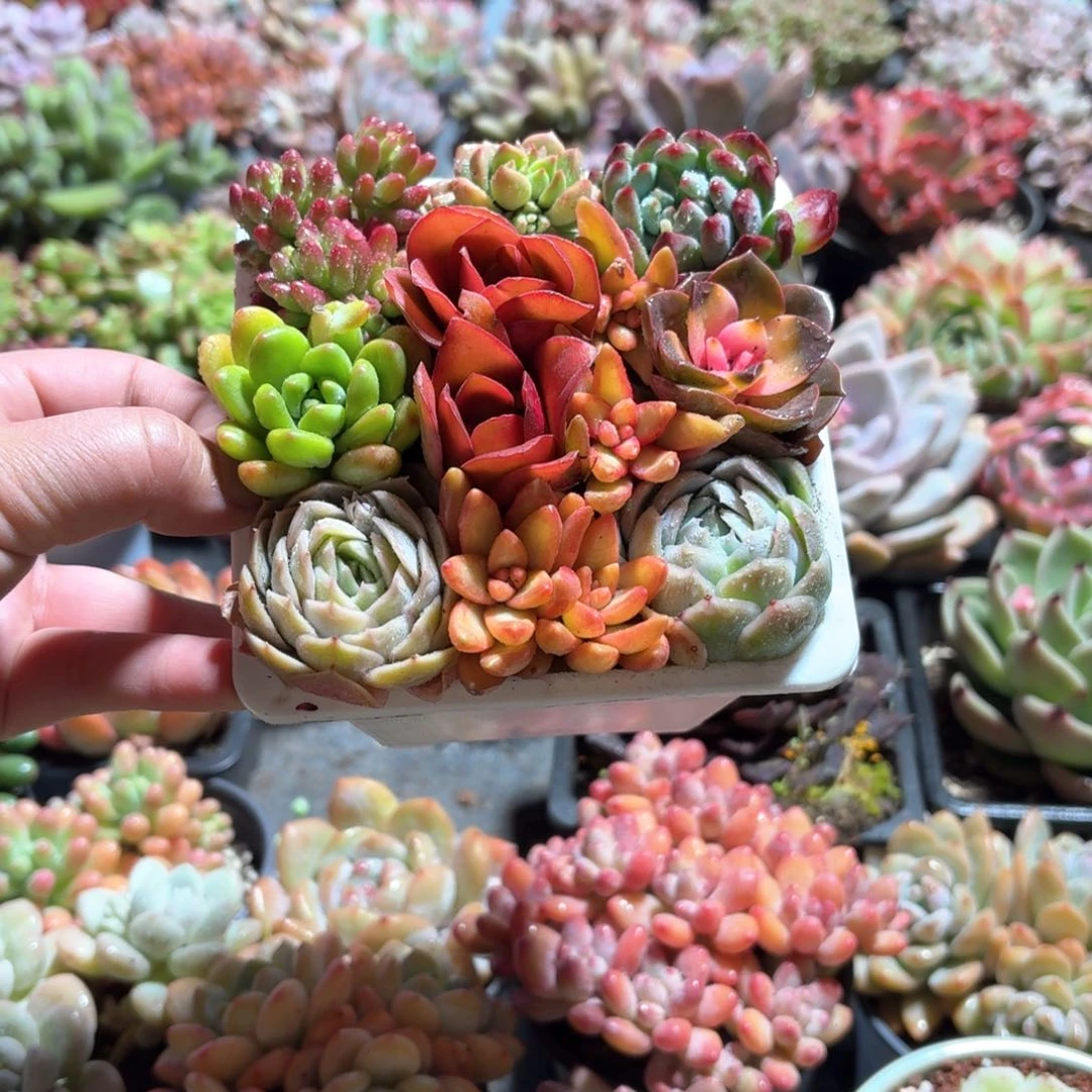 u多肉彩色拼盘12㎝盆