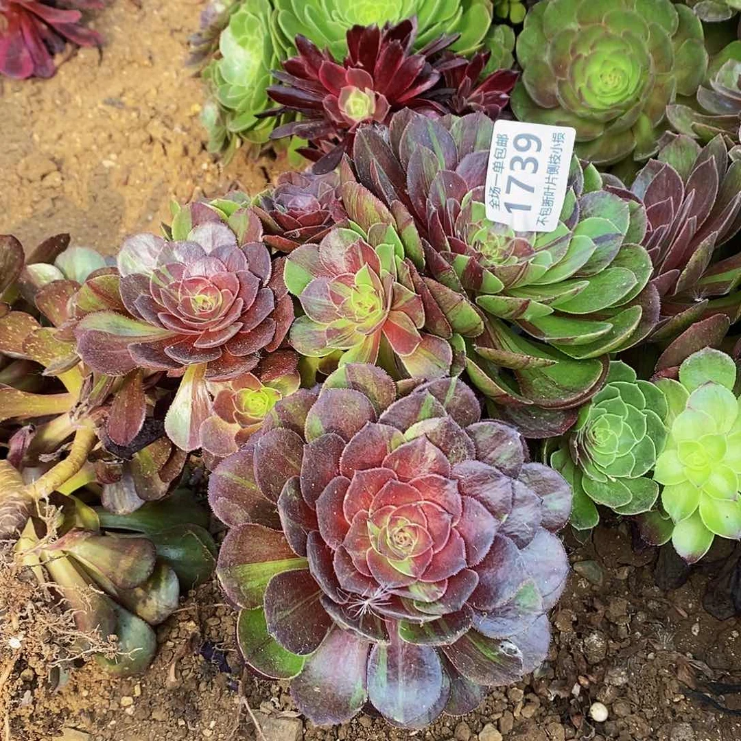 1739花月夜丛林有砍老桩