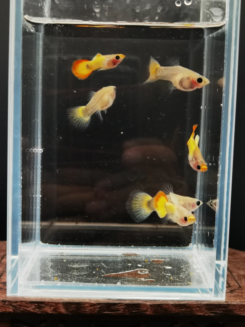 原线皇家落日玻璃猫红头玻璃猫孔雀鱼小型热带观赏鱼