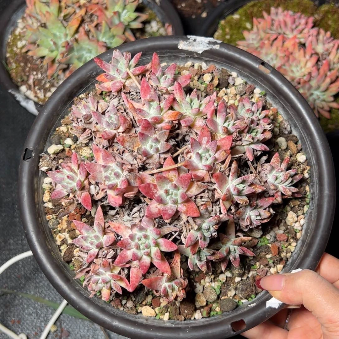 909白菊亚种哈哈哈哈哈哈