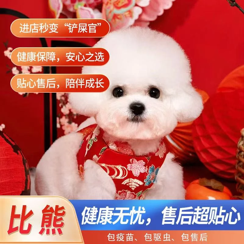 纯种比熊幼犬小体比熊权活体小型犬家养宠物