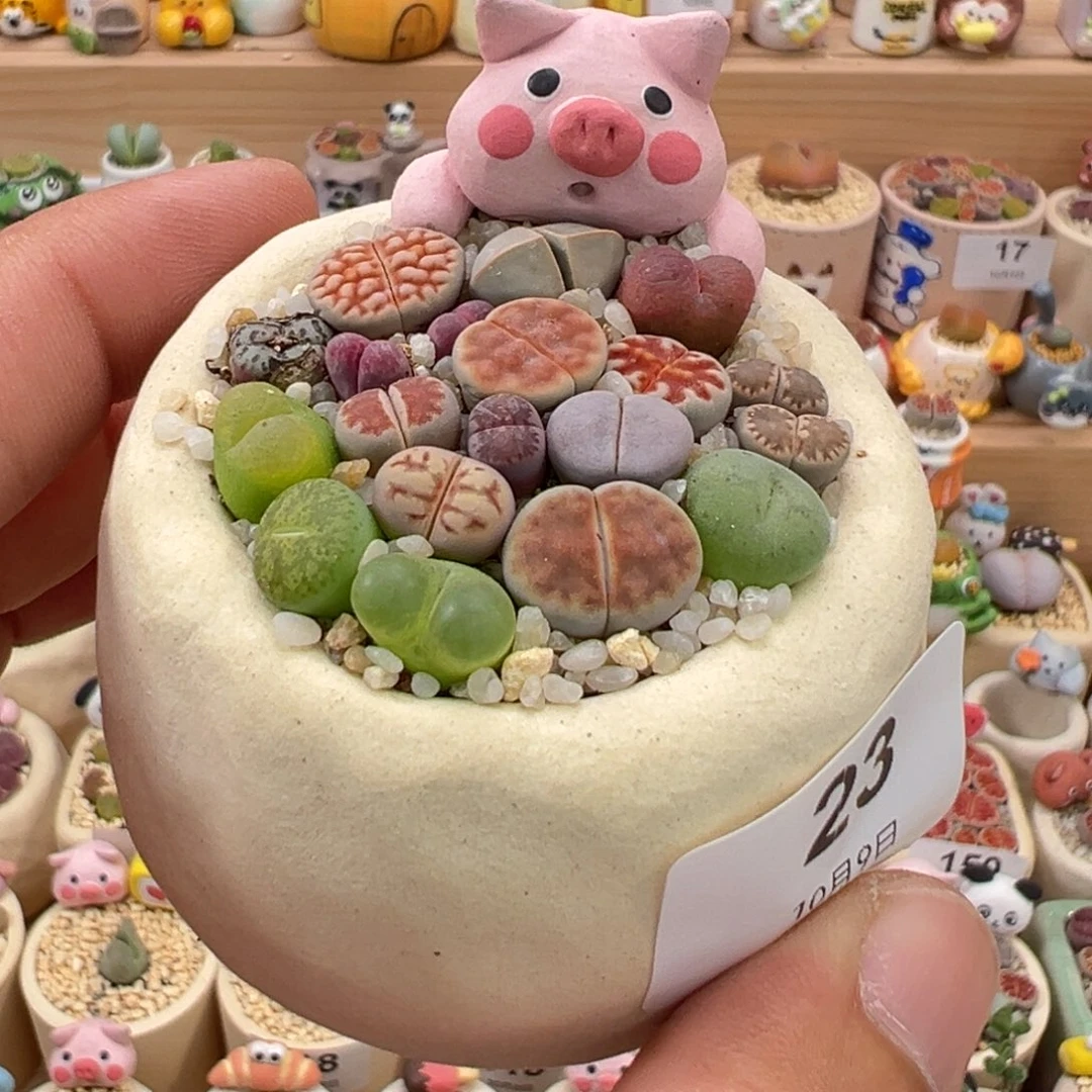 多肉植物实付9.9元包邮24号