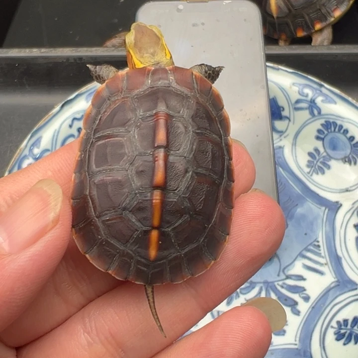 一***~绿毛龟母你说什么时候去了