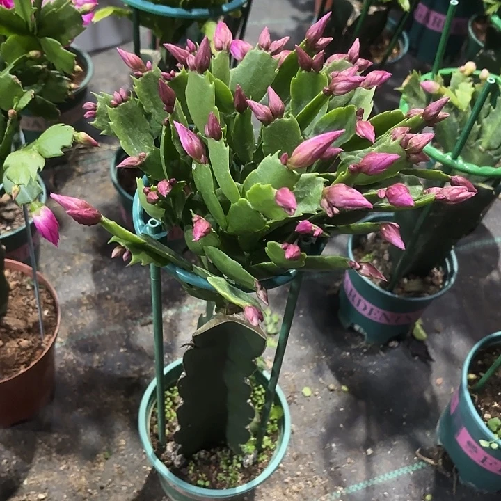 忆***经当前无花栽培后可以开花