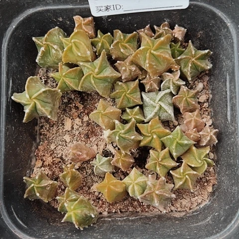 941清棚特价出售哦