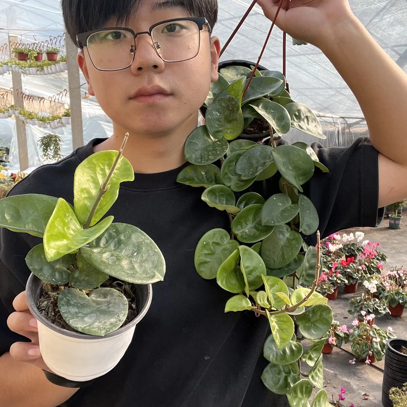 太行【克林顿】球兰养护简单 垂吊爬藤植物耐热耐寒勤花大花球