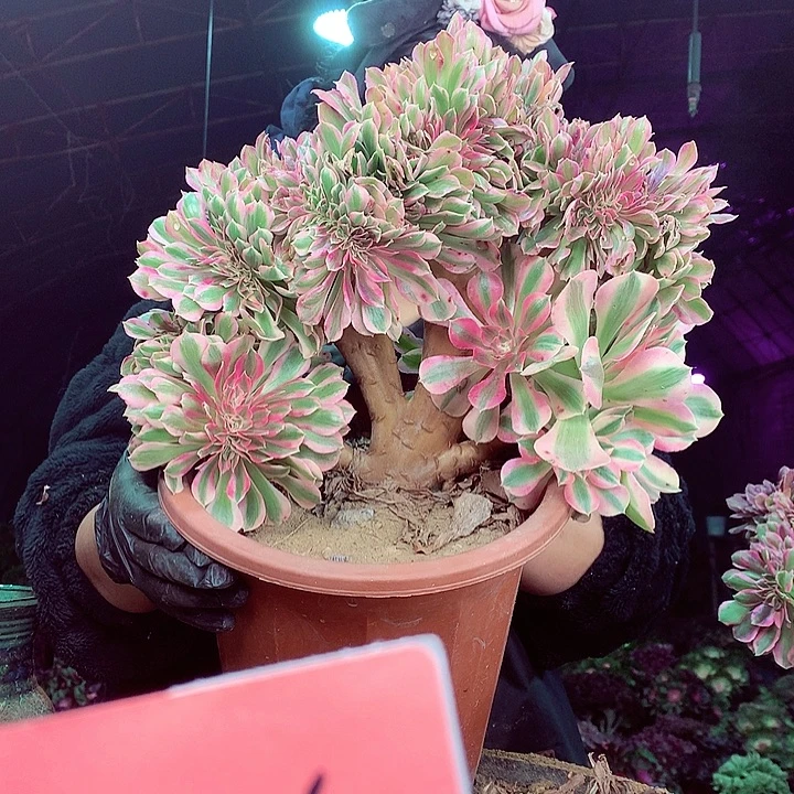 柒柒精品多肉脱土发货不包断侧枝256