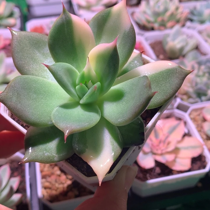 墨西哥巨人，锦哥多肉