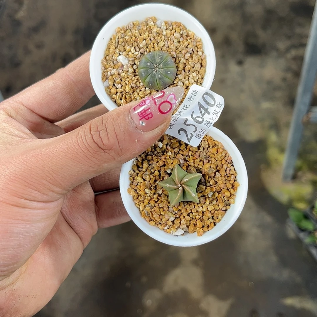 郭*妞25640一物一拍单头