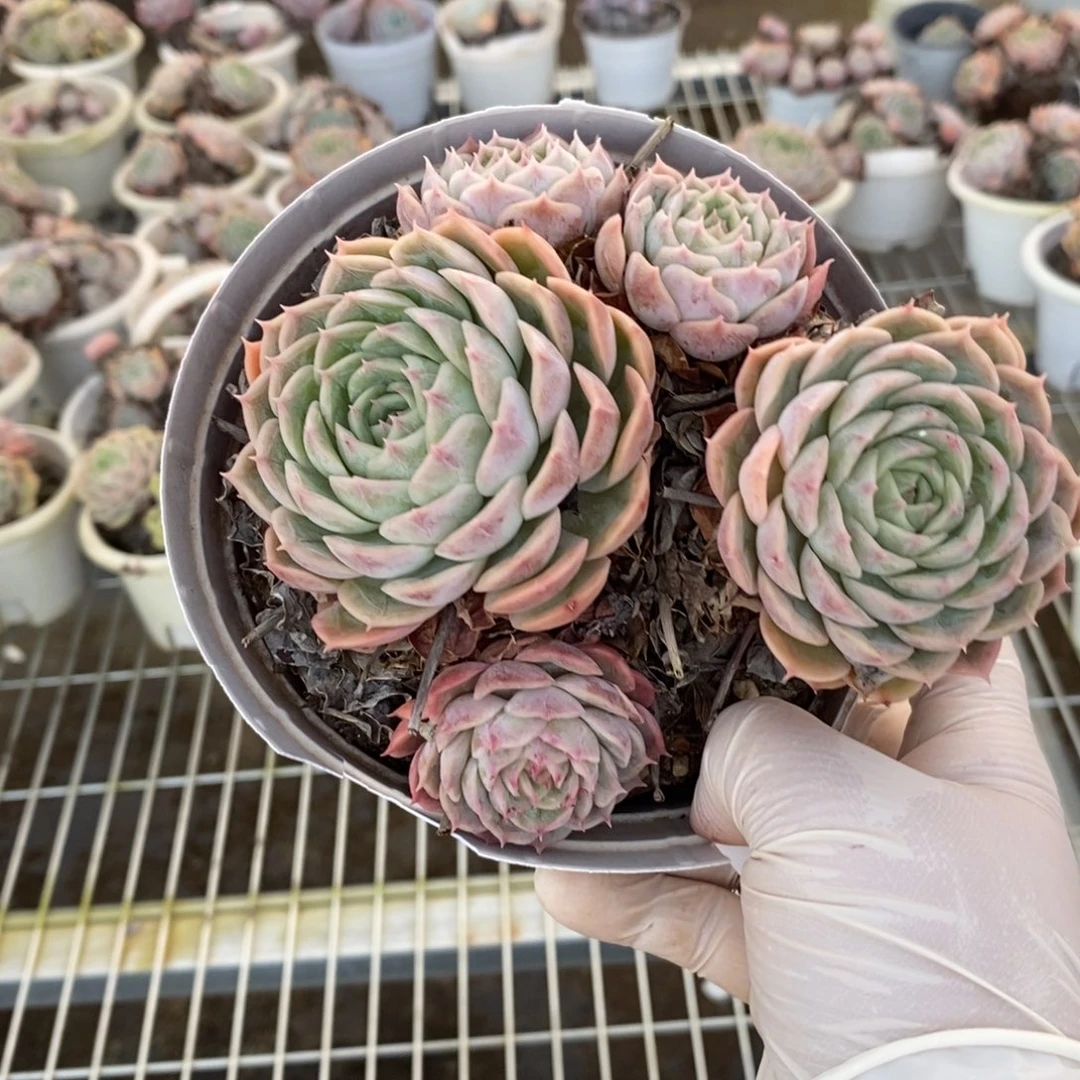 128昂斯诺一物一拍