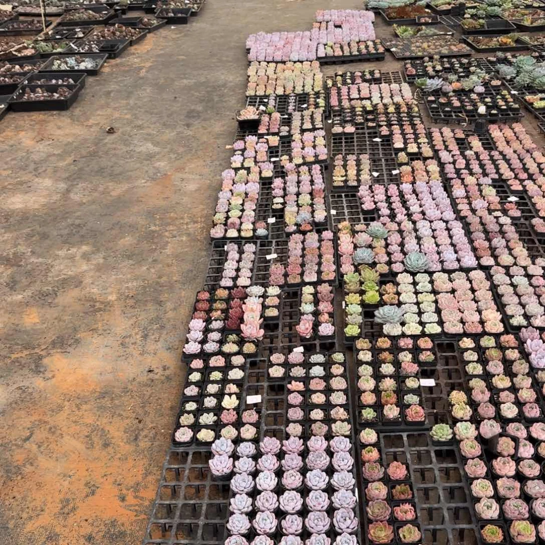 退款混合三十颗量量拍发货28-38