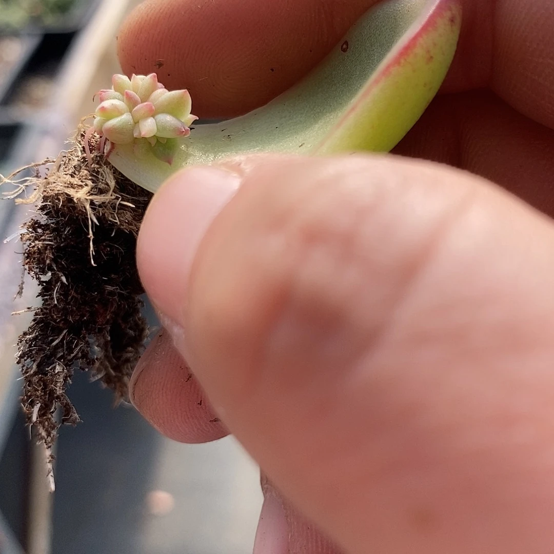 爱**丽11338月亮石锦多肉植物哇啦塞