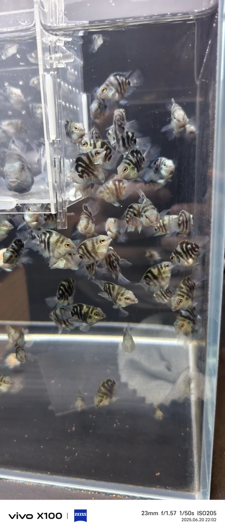 桃心迷你鹦鹉鱼（包邮包路损）