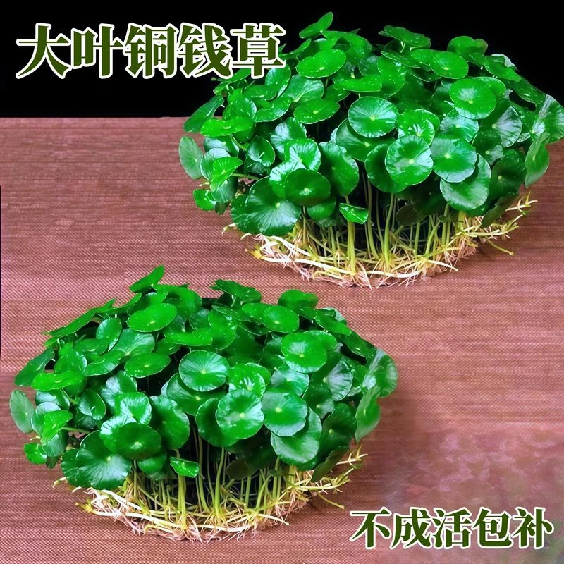 带叶铜钱草水培植物办公室内盆栽客厅桌面绿植花卉趣味水养金钱草