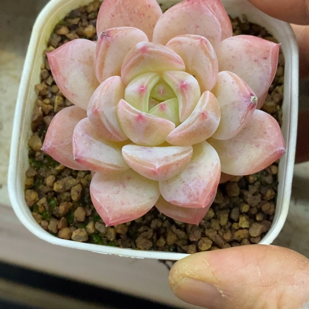 精品多肉一物一拍不包整12