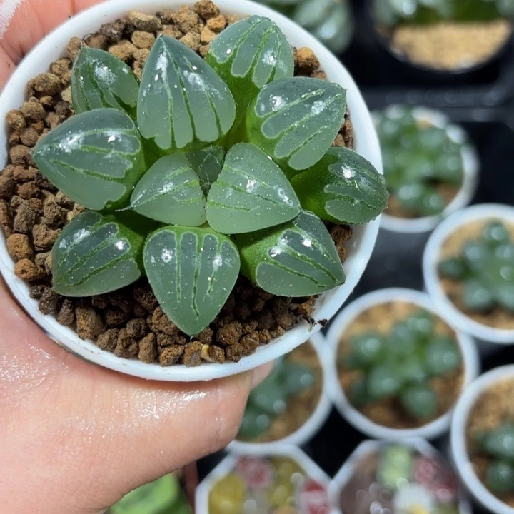 白盘翠虎多肉植物